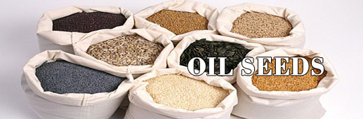 oilseeds